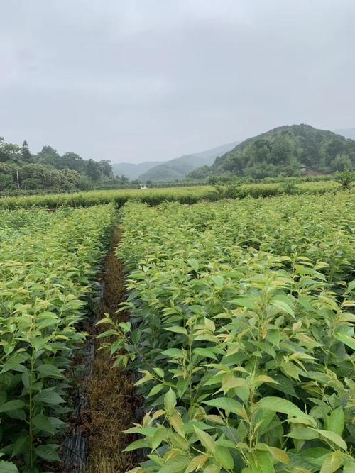 南城县九农花木园艺场 苗木南北通销，让购苗老板满意的园艺产品种植之道