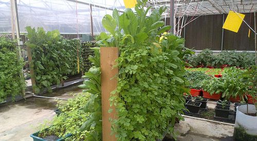 立体种植与智能温室 青州市启兴温室园艺工程的现代农业实践