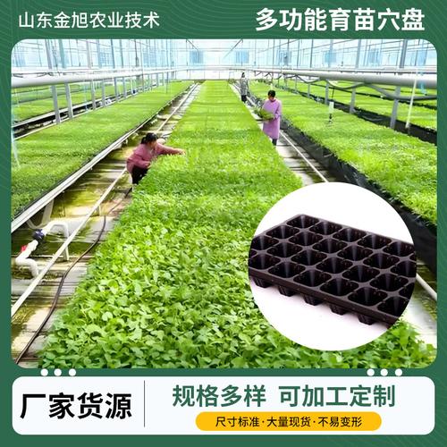 育苗穴盘全指南 从园艺蔬菜到林木育苗的批量选择与高效种植方案