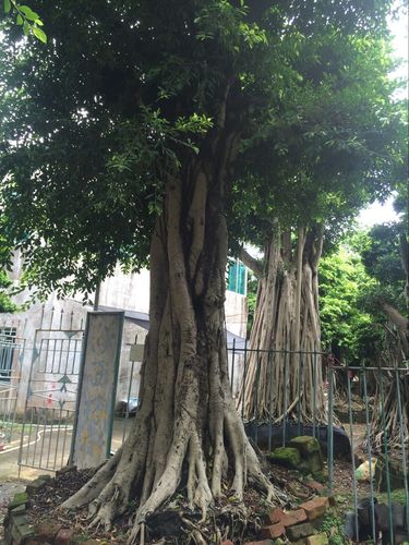 宜宾优质小叶榕厂家供应 绿榕园艺诚信互利，专业种植圃直供