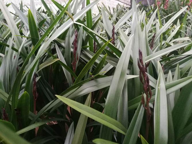 绿色点缀生活 园艺展示与种植基地如何塑造园艺产品种植新潮流