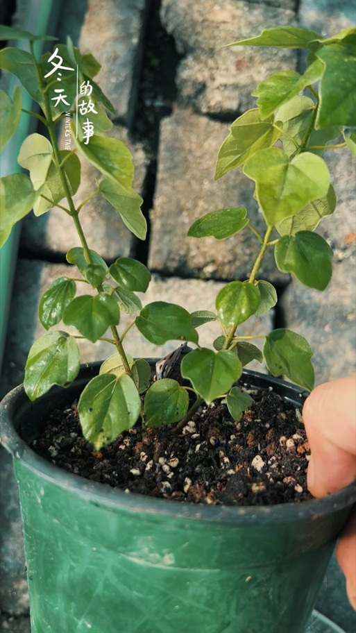 言植园艺植物工厂 科技赋能下的园艺产品种植新范式