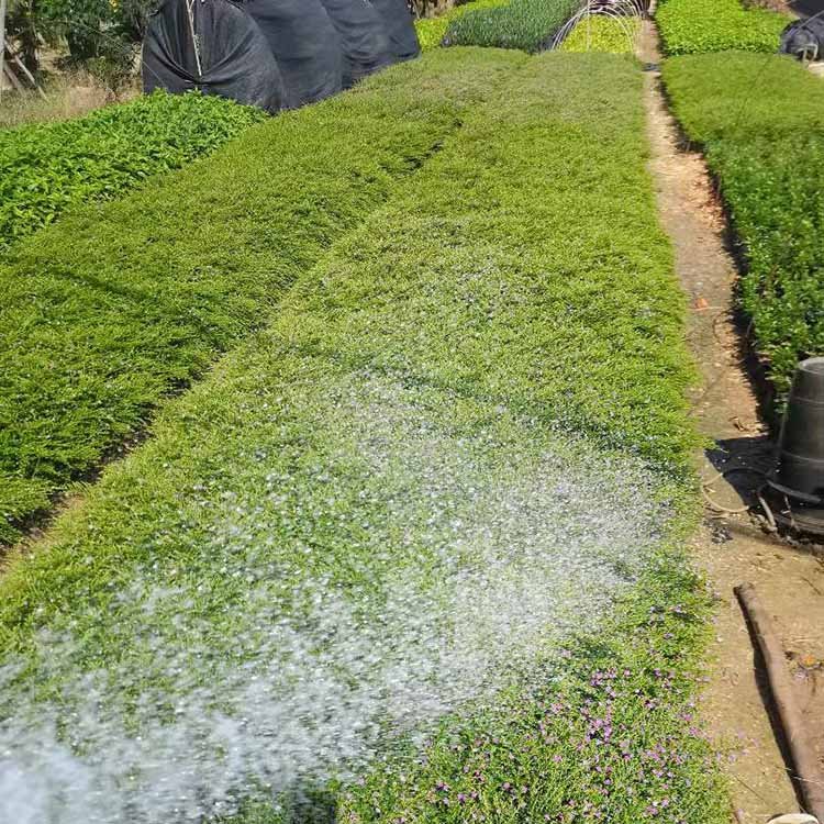 细叶雪茄花、紫萼距花、孔雀梅、漳州满天星——优质绿化工程苗基地一站式供应